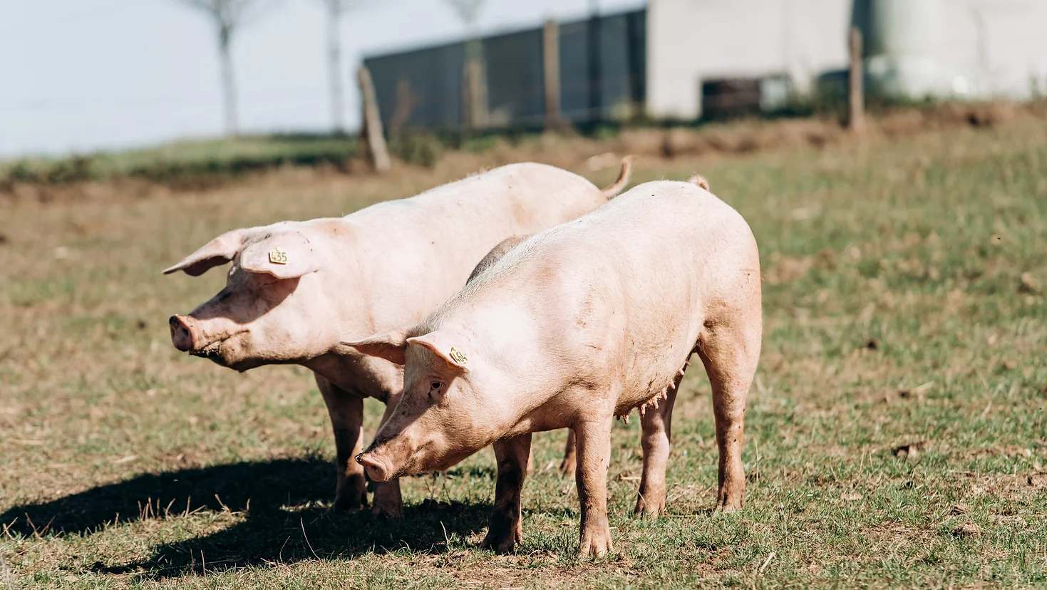 699bbc_5cca674afa644daa9ab8ac253b5de107_mv2